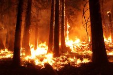 Une forêt en feu