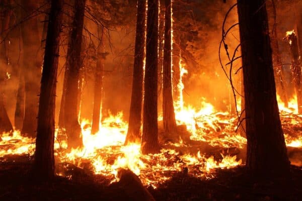Une forêt en feu