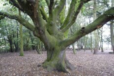 Grand chêne vert seul au milieu de la forêt