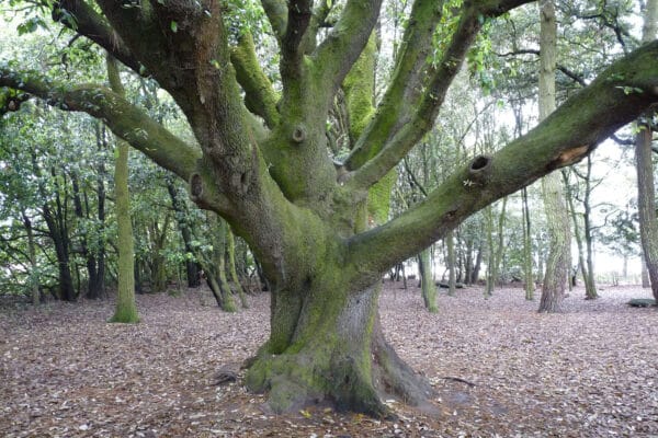 Grand chêne vert seul au milieu de la forêt