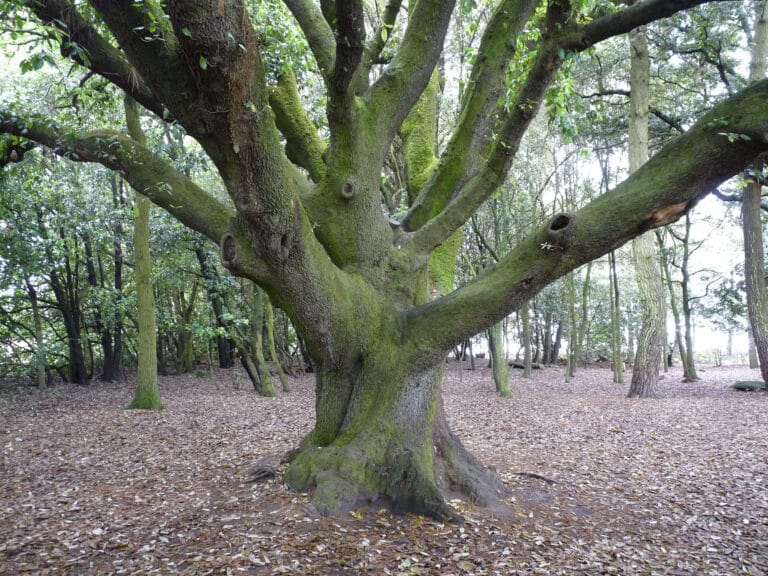 Grand chêne vert seul au milieu de la forêt