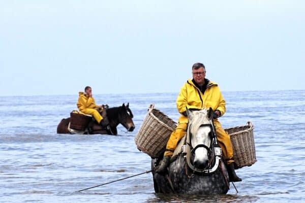 Deux chevaux se trouvent dans la mer pour pêcher