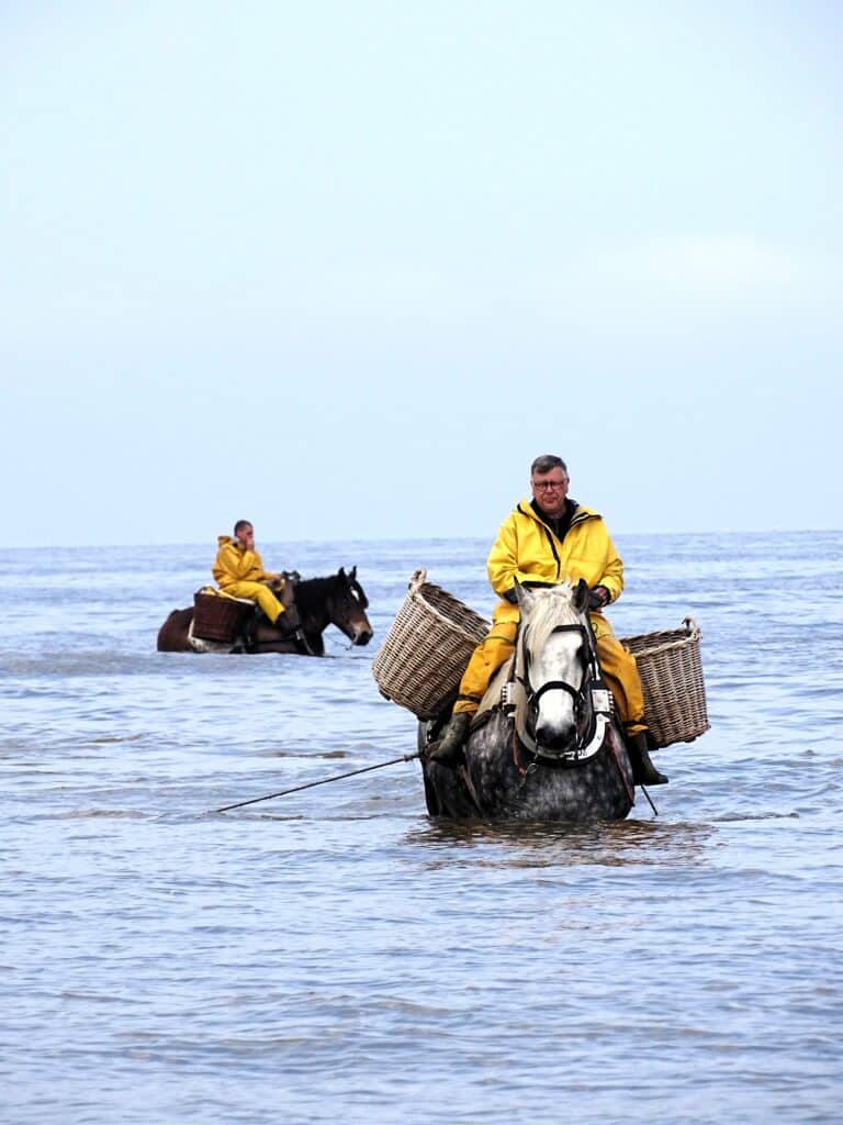 Deux chevaux se trouvent dans la mer pour pêcher