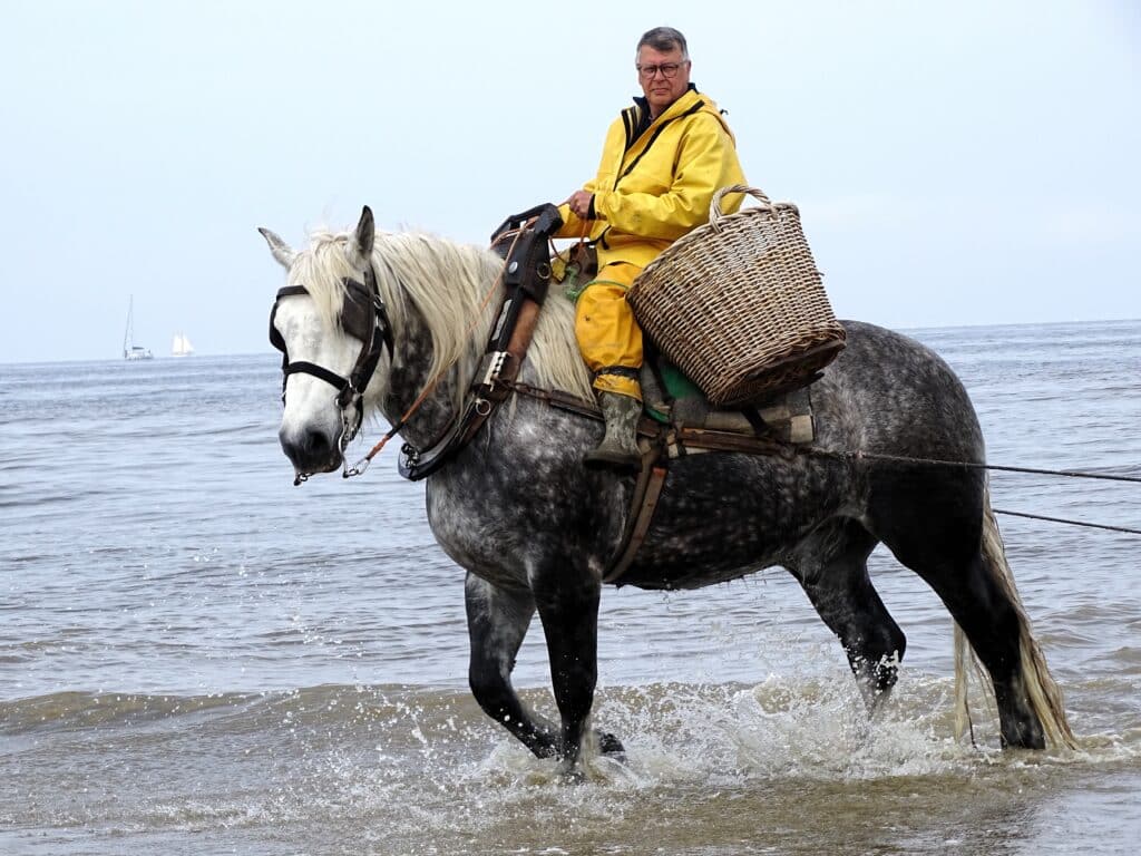 Johan sur son cheval dans la mer, avec un panier en osier