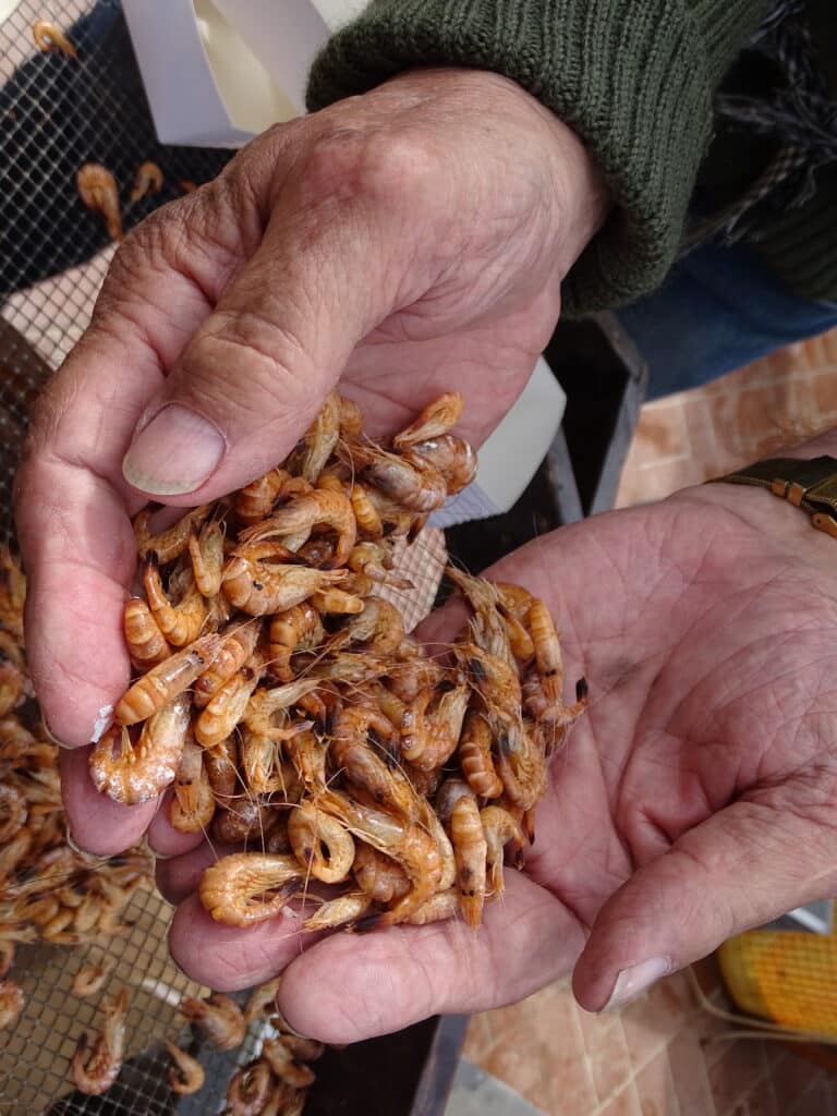 Des mains tenant pleins de petites crevettes