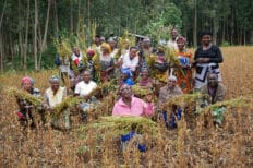 Des Congolais tenant des plantes dans un champ