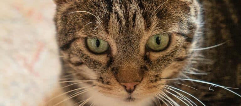 Image d'un chat à rayures en gros plan