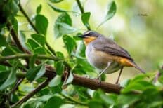Image d'un oiseau sur un bout de branche d'arbre