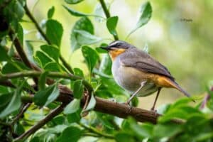 Image d'un oiseau sur un bout de branche d'arbre