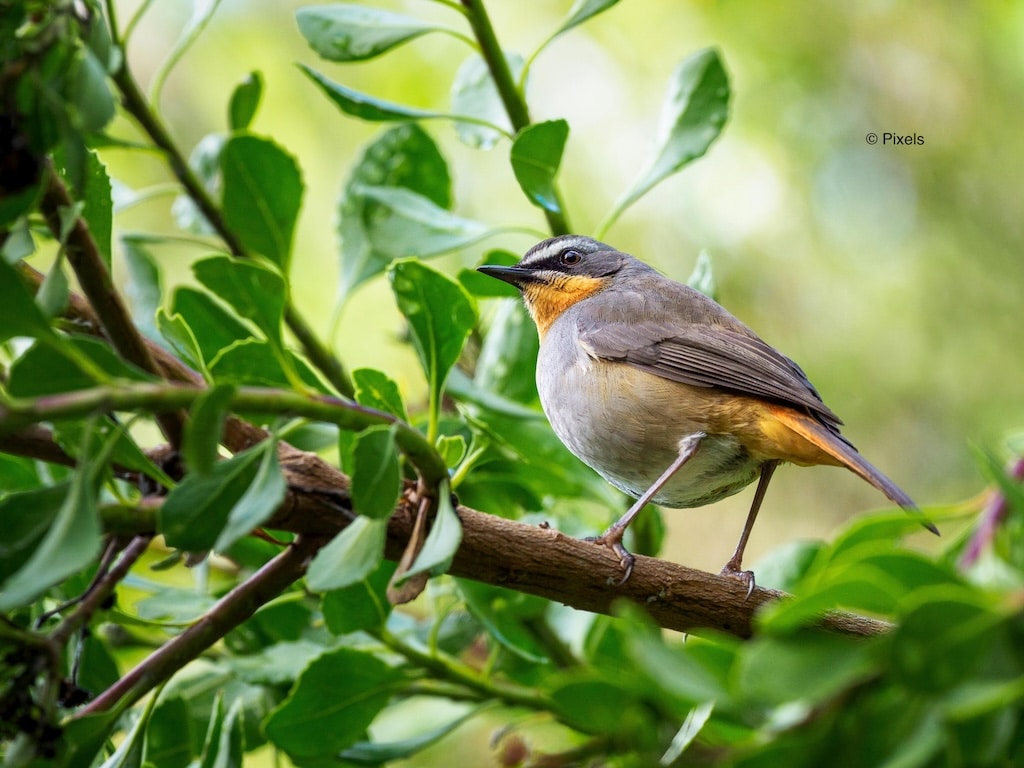 Image d'un oiseau sur un bout de branche d'arbre