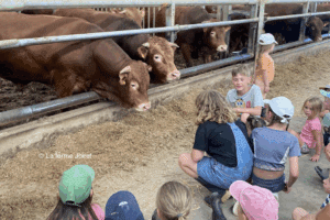 Des enfants sont assis dans la paille devant des vaches