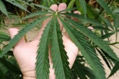 Une main qui tient une plante de cannabis