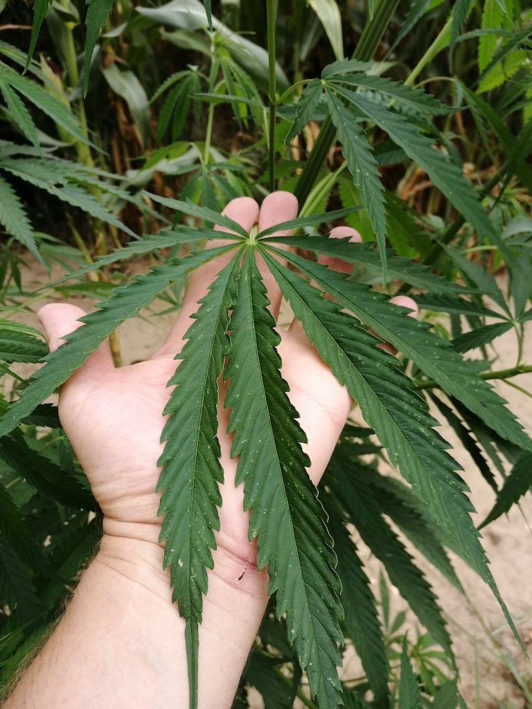 Une main qui tient une plante de cannabis