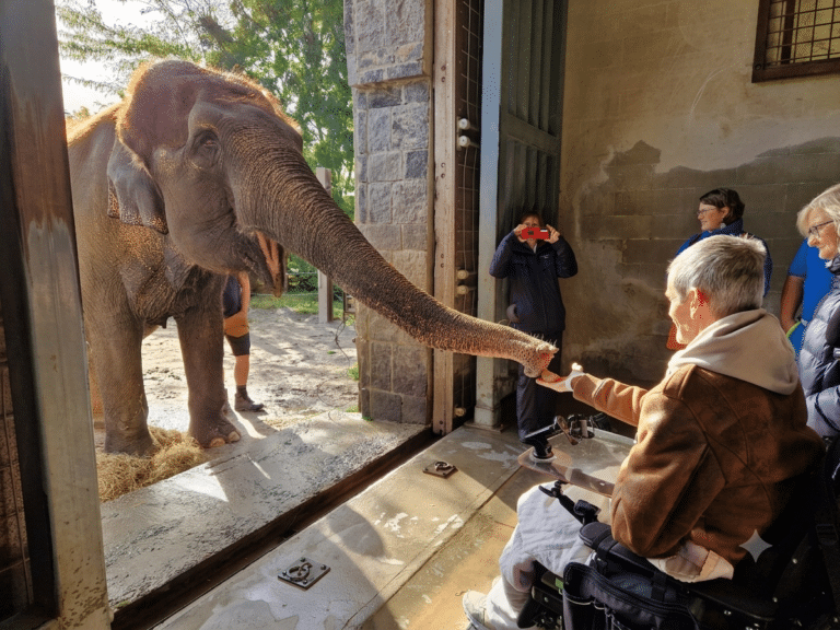 Un enfant qui tient la trompe d'un éléphant